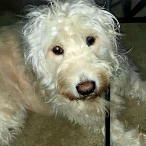 Meet your Posher, Dana